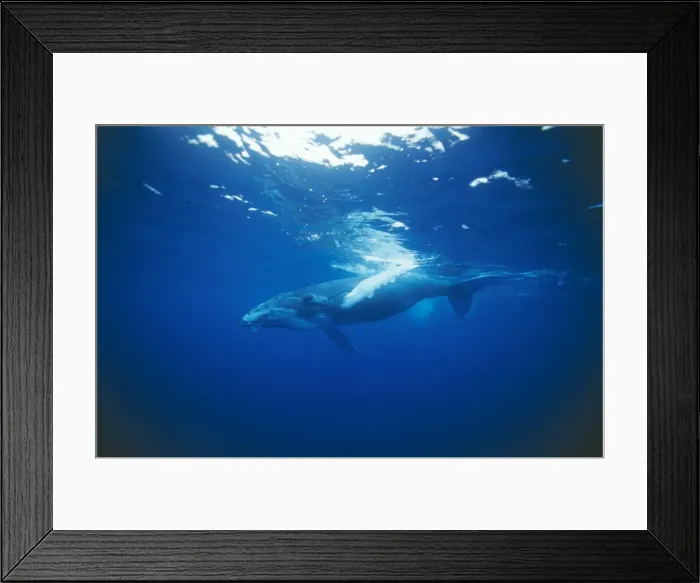 Framed Print : Humpback Whale Young, Vava'u, Tonga Framed Print : Humpback Whale Young, Vava'u, Tonga