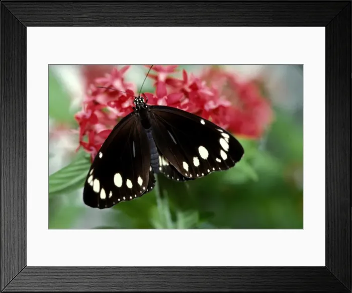 Framed Print : Common Crow Butterfly - male at Pentas flower New South Wales, Australia. CLY02011 Framed Print : Common Crow Butterfly - male at Pentas flower New South Wales, Australia. CLY02011