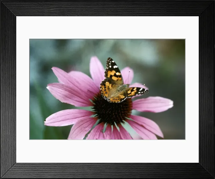 Framed Print : Australian Painted Lady Butterfly - on Echinacea purpurea flower New South Wales, Australia. CLY02014 Framed Print : Australian Painted Lady Butterfly - on Echinacea purpurea flower New South Wales, Australia. CLY02014