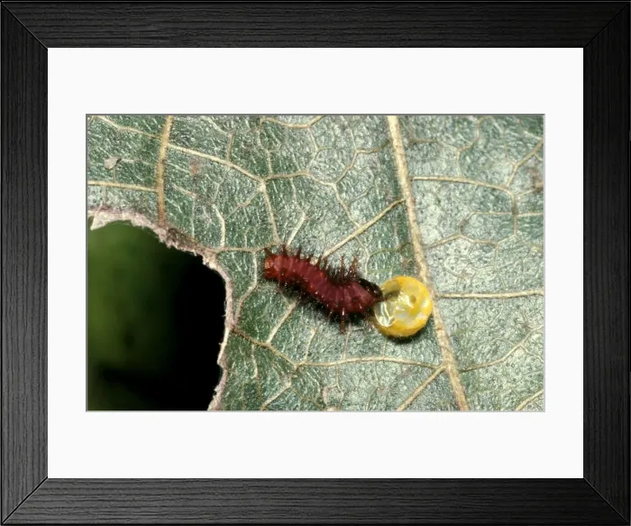 Framed Print : CLY02001. AUS-223. Newly hatched larva / Caterpillar of Cairns birdwing butterfly Framed Print : CLY02001. AUS-223. Newly hatched larva / Caterpillar of Cairns birdwing butterfly