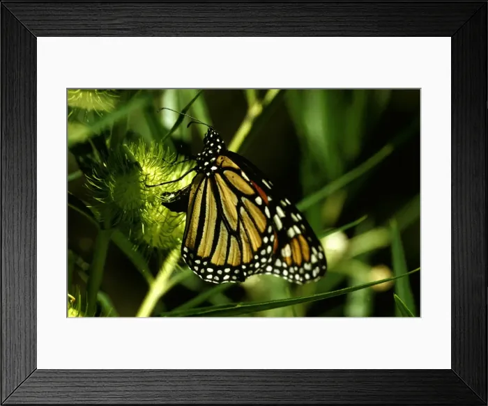 Framed Print : CLY02020. AUS-242. Wanderer / MONARCH / Milkweed Butterfly - female Framed Print : CLY02020. AUS-242. Wanderer / MONARCH / Milkweed Butterfly - female
