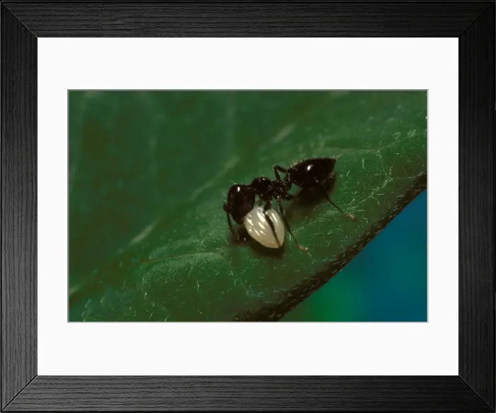Framed Print : Little black ant (probably Iridomyrmex sp. ), a forager taking the egg of a Wanderer butterfly to its nest. New South Wales, Australia Framed Print : Little black ant (probably Iridomyrmex sp. ), a forager taking the egg of a Wanderer butterfly to its nest. New South Wales, Australia