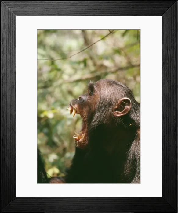 Framed Print : Chimpanzee Gombe, Tanzania, Africa Framed Print : Chimpanzee Gombe, Tanzania, Africa