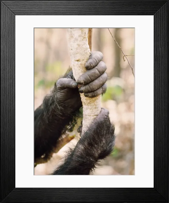 Framed Print : Chimpanzee - Prof's hands Gombe, Tanzania, Africa Framed Print : Chimpanzee - Prof's hands Gombe, Tanzania, Africa