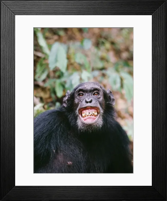 Framed Print : Chimpanzee - Gigi excited by Colobus hunt. Gombe Tanzania, Africa Framed Print : Chimpanzee - Gigi excited by Colobus hunt. Gombe Tanzania, Africa