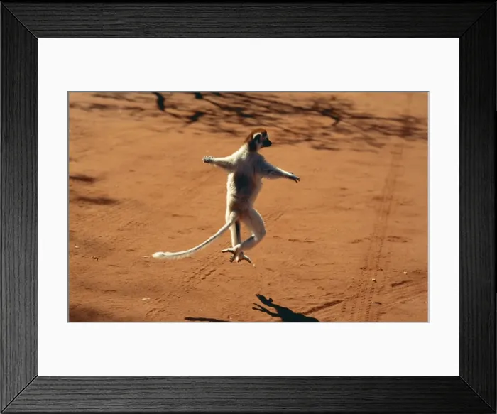 Framed Print : Verreaux Sifaka Berenty S. Madagascar Framed Print : Verreaux Sifaka Berenty S. Madagascar