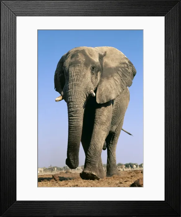 Framed Print : AW 6438. AW-6438. AFRICAN ELEPHANT - single Framed Print : AW 6438. AW-6438. AFRICAN ELEPHANT - single