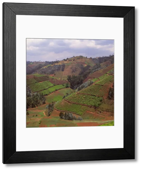 Framed Print : Rwanda - Africa, Intensive agriculture on Virunga foothills, 2003 Framed Print : Rwanda - Africa, Intensive agriculture on Virunga foothills, 2003
