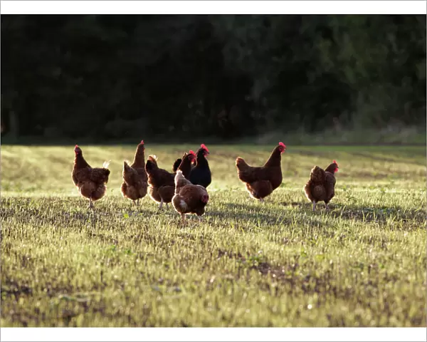 Chickens – free range group in evening light Bedfordshire UK