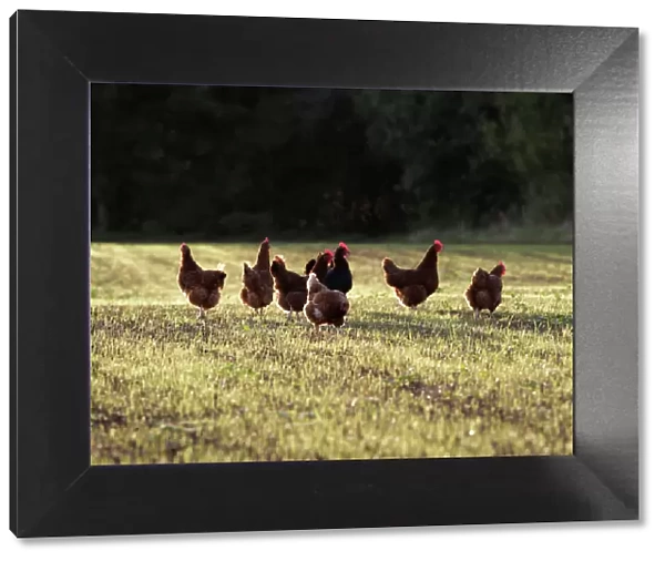 Chickens – free range group in evening light Bedfordshire UK