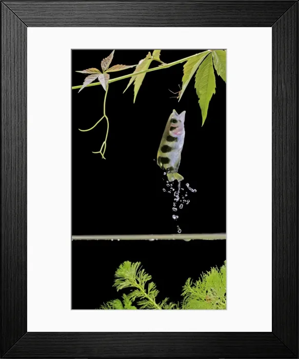 Framed Print : Archer fish – side view, jumping for insect. Dist: Asia Framed Print : Archer fish – side view, jumping for insect. Dist: Asia