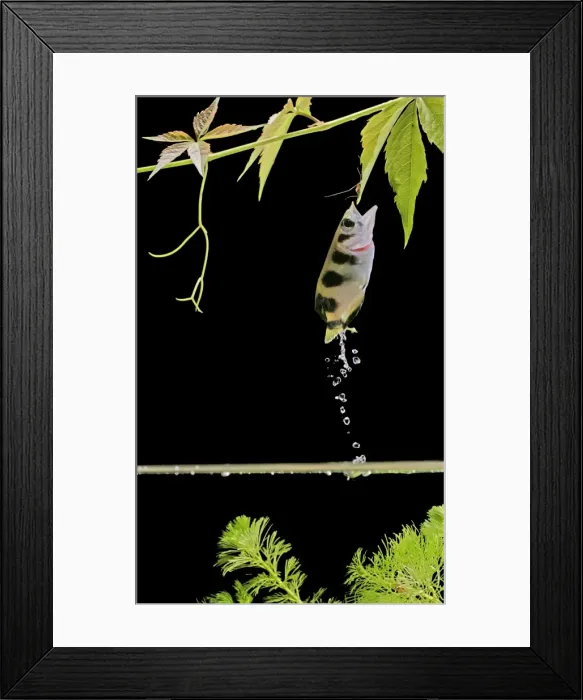Framed Print : Archer fish – side view, jumping for insect. Dist: Asia Framed Print : Archer fish – side view, jumping for insect. Dist: Asia