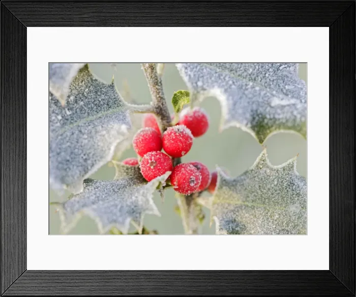 Framed Print : Frost on Holly 003058 Framed Print : Frost on Holly 003058