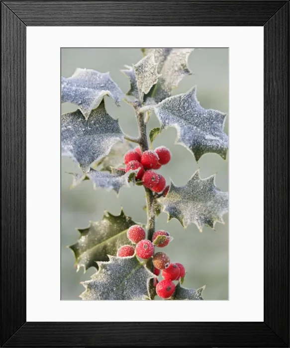 Framed Print : Frost on Holly 003056