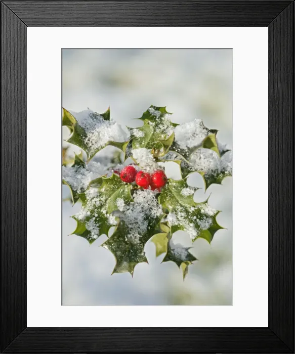 Framed Print : Holly – with frosted berries 003114 Framed Print : Holly – with frosted berries 003114