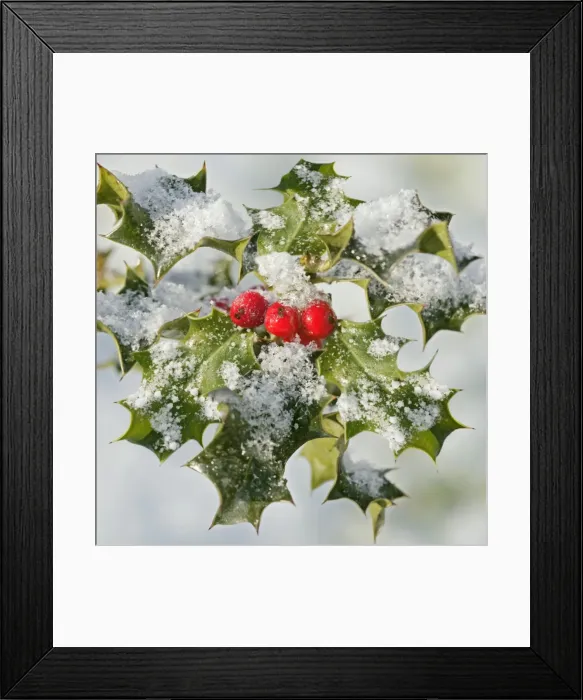 Framed Print : Holly – with frosted berries 003114 Framed Print : Holly – with frosted berries 003114