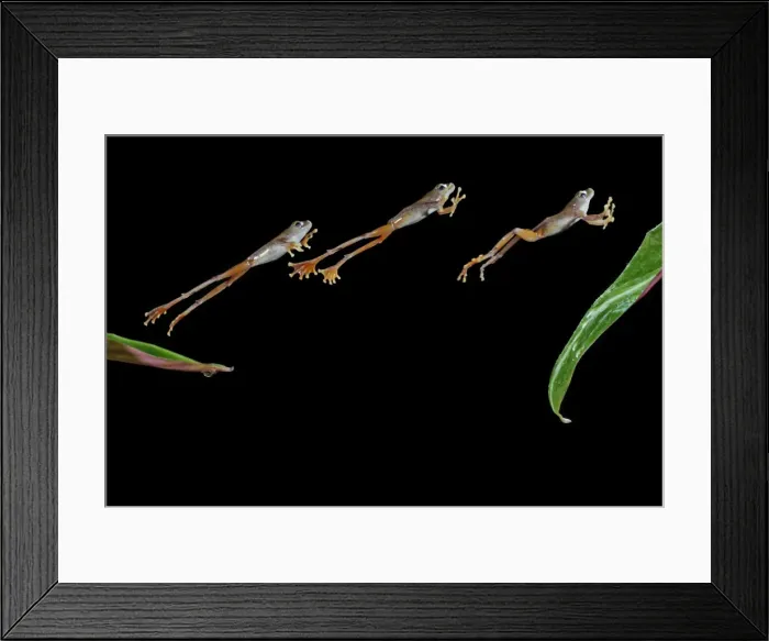 Framed Print : Flying frog – jumping to leaf – multiflash side view Probably Rhacophorus pardalis 003152 Framed Print : Flying frog – jumping to leaf – multiflash side view Probably Rhacophorus pardalis 003152