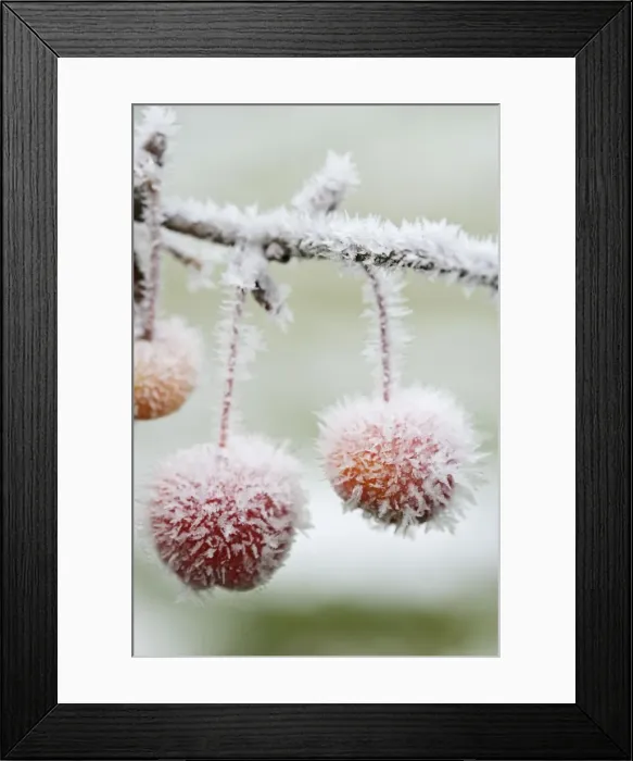 Framed Print : Crab apple – frosted fruit 003122 Framed Print : Crab apple – frosted fruit 003122