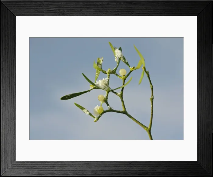 Framed Print : Mistletoe – frosted berries against blue sky 003088 Framed Print : Mistletoe – frosted berries against blue sky 003088