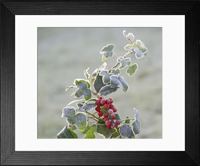 Framed Print : Frost - on Holly and Ivy 003063 Framed Print : Frost - on Holly and Ivy 003063