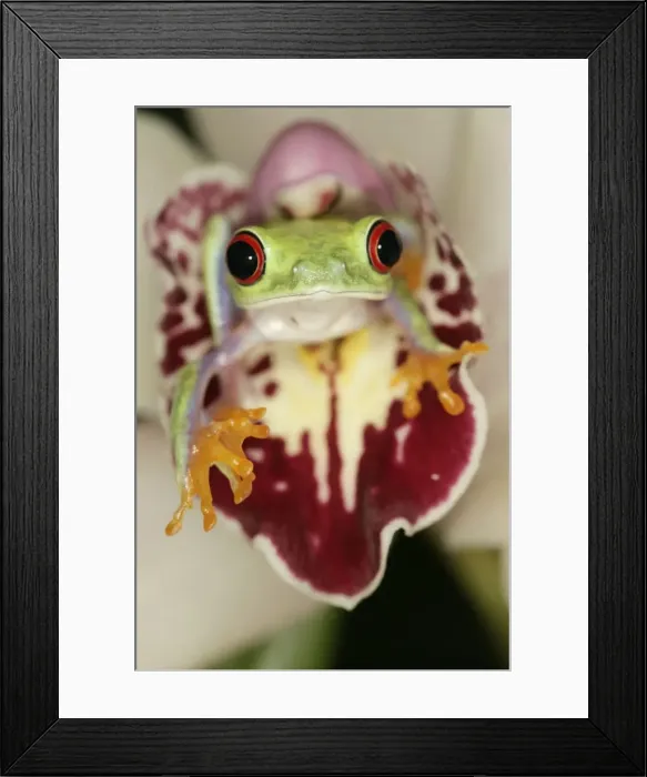 Framed Print : Red eyed tree frog - front view on orchid South and Central America 003043 Framed Print : Red eyed tree frog - front view on orchid South and Central America 003043