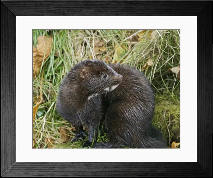 Framed Print : American Mink - side view, autumn North America 002996 Framed Print : American Mink - side view, autumn North America 002996
