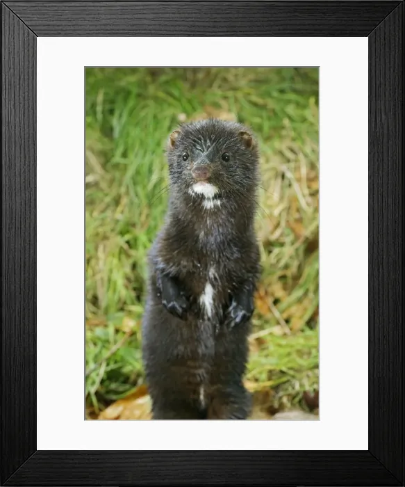 Framed Print : American Mink - front view, standing upright, autumn North America 003003 Framed Print : American Mink - front view, standing upright, autumn North America 003003
