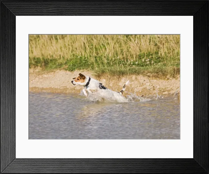 Framed Print : Jack Russell Dog – jumping into water 003205 Framed Print : Jack Russell Dog – jumping into water 003205