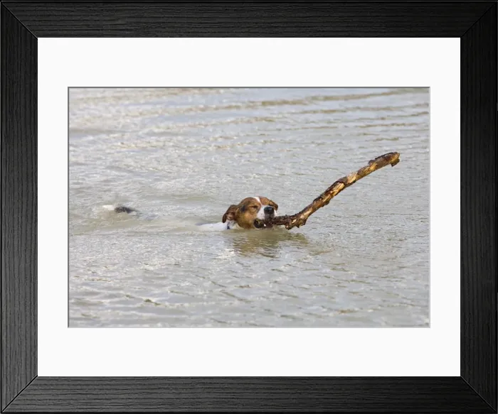 Framed Print : Jack Russell Dog – swimming, with large stick 003214 Framed Print : Jack Russell Dog – swimming, with large stick 003214