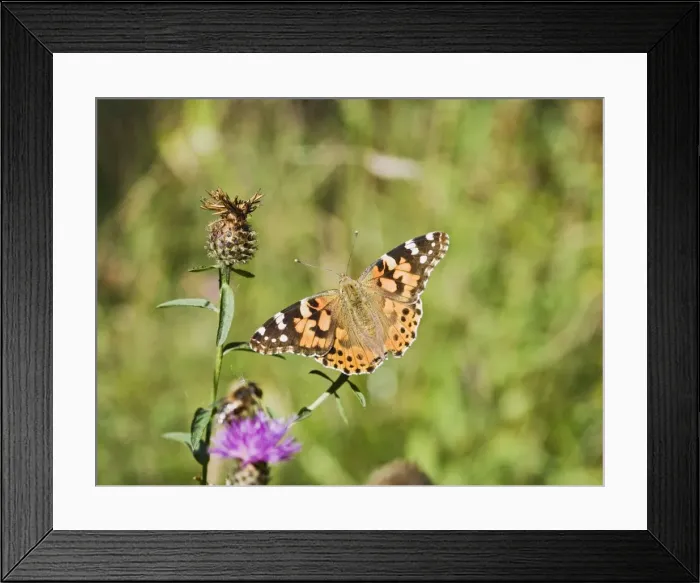 Framed Print : Painted Lady Butterfly Bedfordshire UK 003218 Framed Print : Painted Lady Butterfly Bedfordshire UK 003218