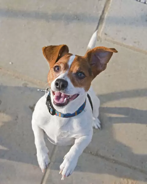 Jack Russell Dog - jumps up 003311