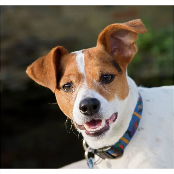 Jack Russell Dog - portrait 003315