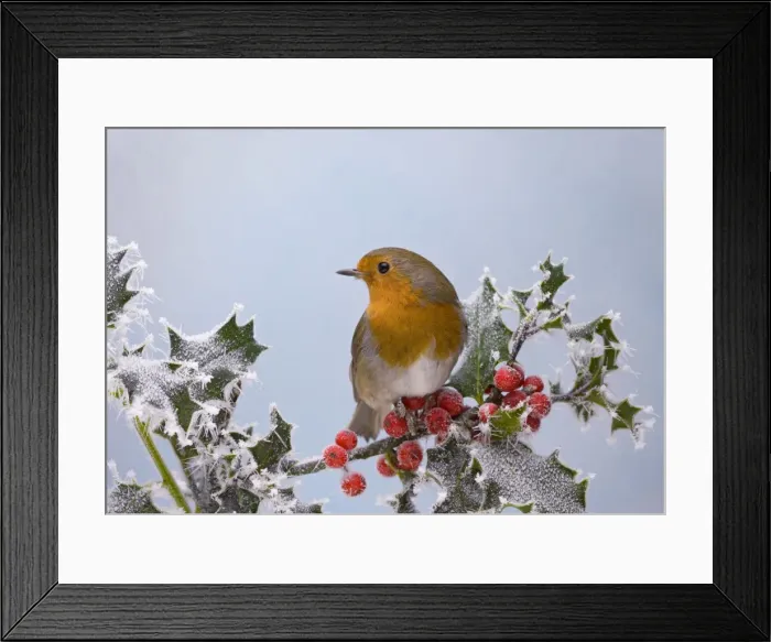 Framed Print : Robin – on frosted holly Bedfordshire UK 003395 Framed Print : Robin – on frosted holly Bedfordshire UK 003395