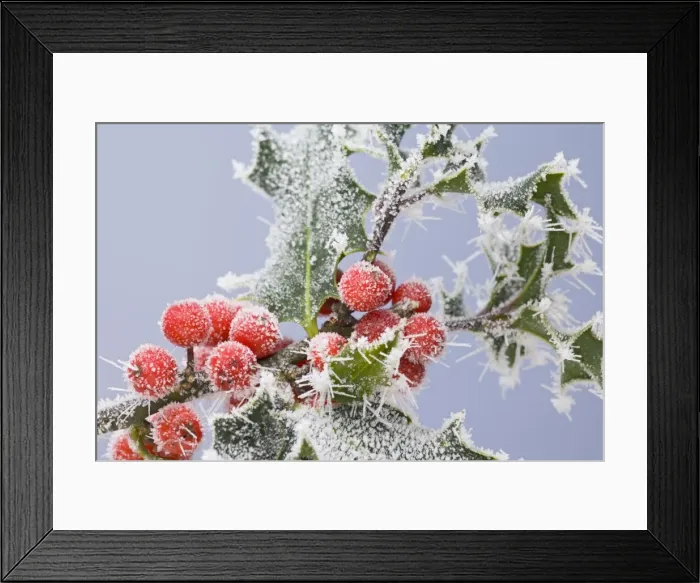 Framed Print : Frosted holly and berries 003393 Framed Print : Frosted holly and berries 003393