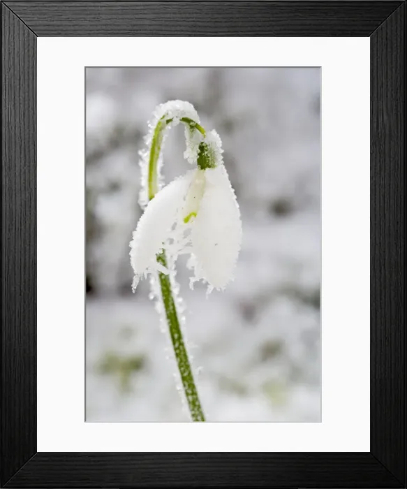 Framed Print : Snowdrop – frosted single bloom Bedfordshire UK 003471 Framed Print : Snowdrop – frosted single bloom Bedfordshire UK 003471