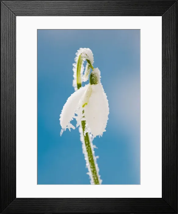 Framed Print : Snowdrop – frosted single bloom Bedfordshire UK 003475 Framed Print : Snowdrop – frosted single bloom Bedfordshire UK 003475