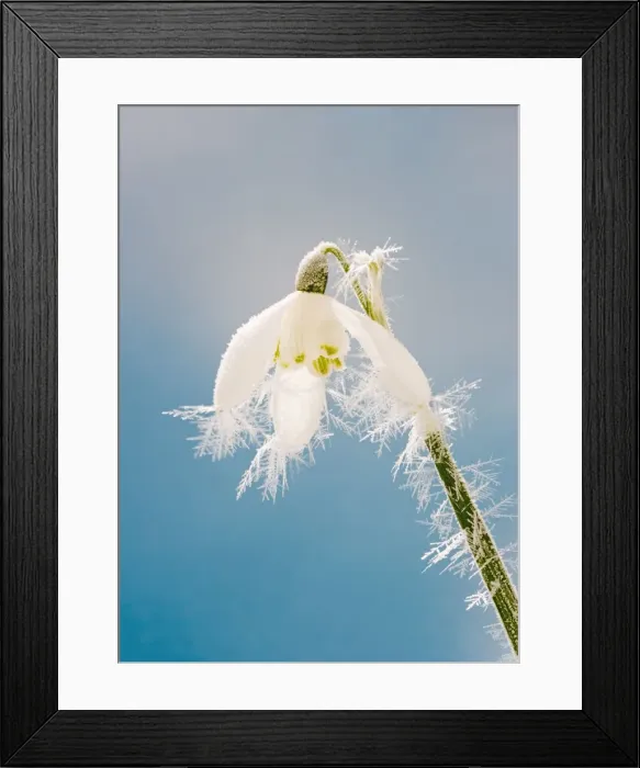 Framed Print : Snowdrop – frosted single bloom Bedfordshire UK 003477 Framed Print : Snowdrop – frosted single bloom Bedfordshire UK 003477