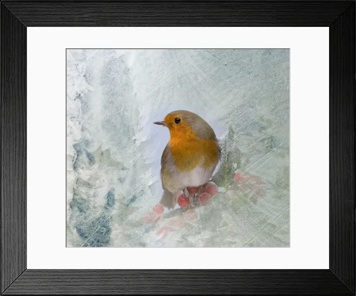 Framed Print : Robin – seen through frost covered window 003529