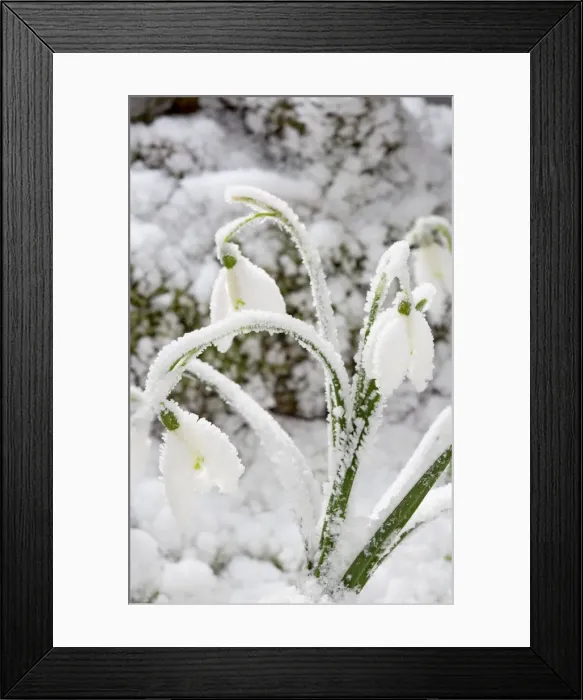 Framed Print : Snowdrop – snow covered plant Bedfordshire UK 003469 Framed Print : Snowdrop – snow covered plant Bedfordshire UK 003469