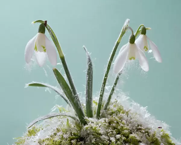 Snowdrop – frost covered plant in flower Bedfordshire UK 003505