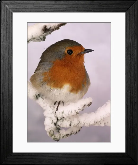 Framed Print : Robin. BB-448. Robin - on snowy branch. Erithacus rubecula Framed Print : Robin. BB-448. Robin - on snowy branch. Erithacus rubecula