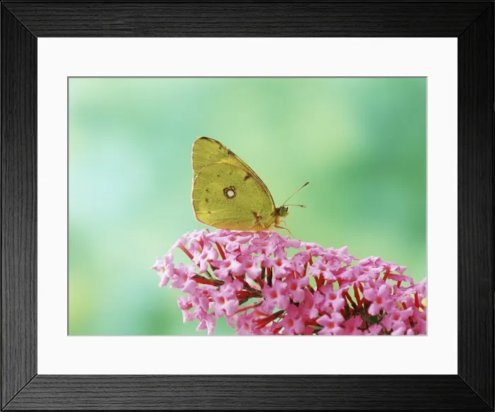 Framed Print : Clouded Yellow Butterfly - on pink Buddleia flower Framed Print : Clouded Yellow Butterfly - on pink Buddleia flower