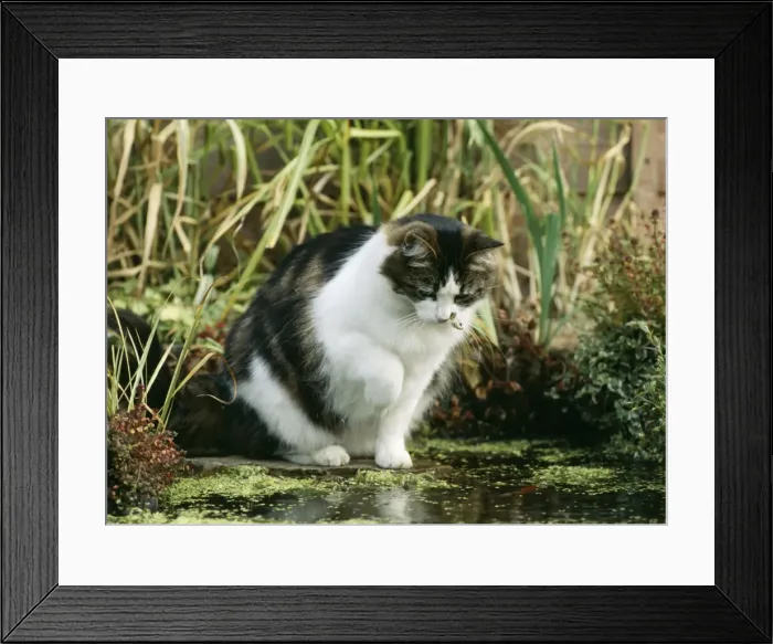Framed Print : Domestiv Cat Fishing