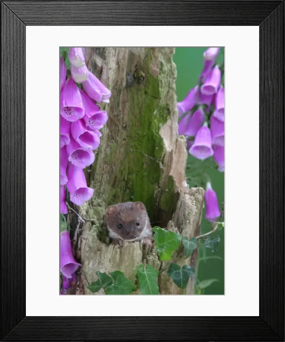 Framed Print : Weasel Male in hollow stump Framed Print : Weasel Male in hollow stump