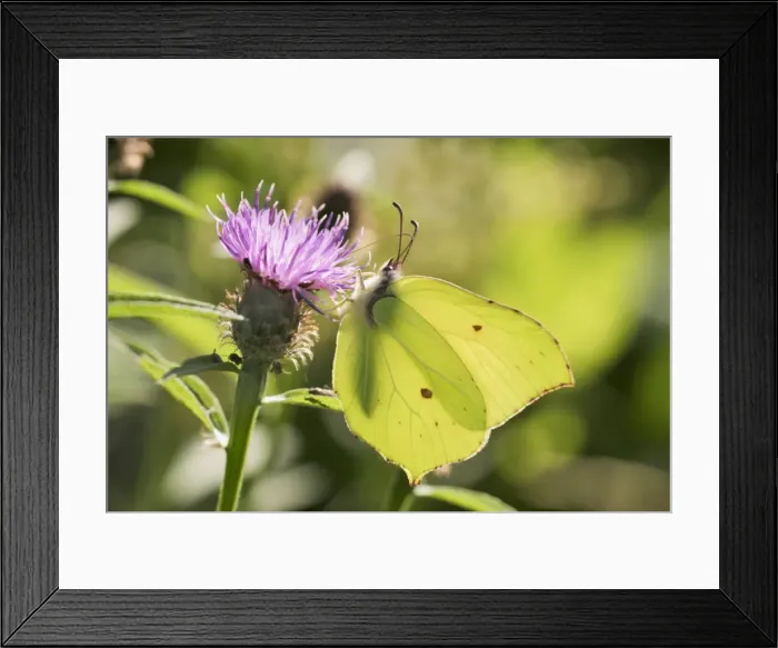 Framed Print : Brimstone Male feeding wings closed Bedfordshire, UK Framed Print : Brimstone Male feeding wings closed Bedfordshire, UK