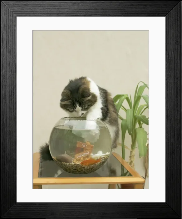 Framed Print : Cat Catching goldfish in bowl Framed Print : Cat Catching goldfish in bowl