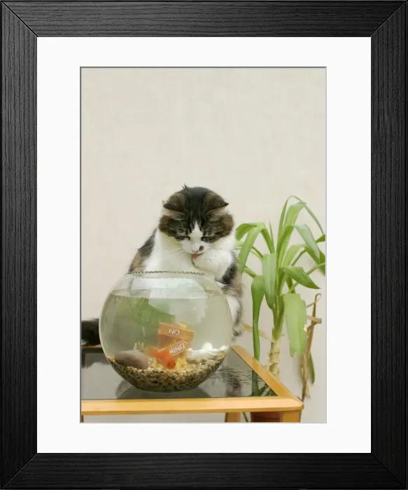 Framed Print : Cat Catching goldfish in bowl Framed Print : Cat Catching goldfish in bowl