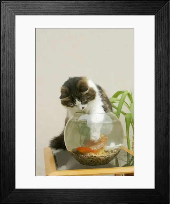 Framed Print : Cat Catching goldfish in bowl