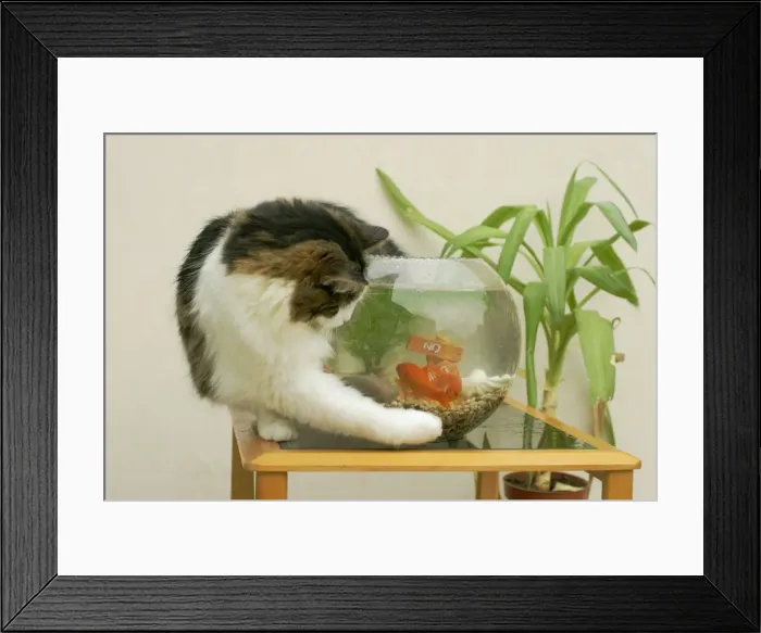 Framed Print : Cat Catching goldfisn in bowl Framed Print : Cat Catching goldfisn in bowl