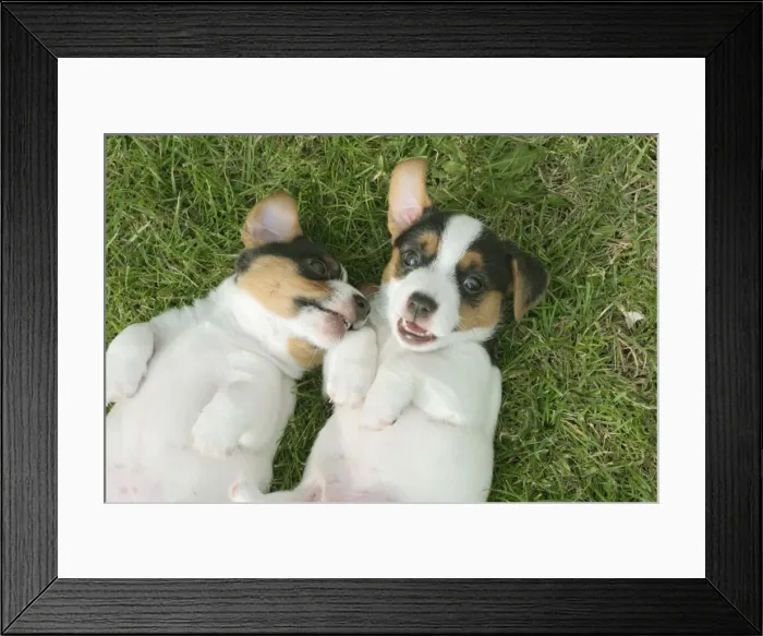 Framed Print : Jack Russell Dogs Puppies Male and female on backs